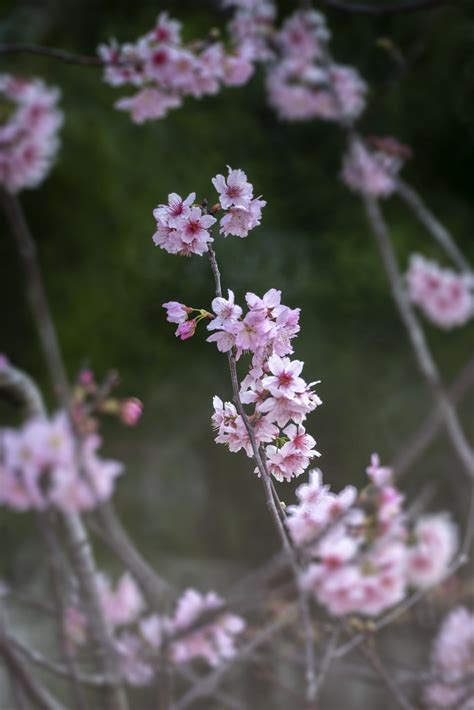 富士櫻盆栽|富士櫻 (Prunus incisa)